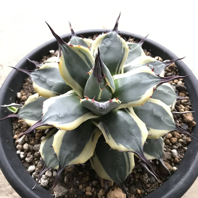 アガベ ❛クリームスパイク❜ 子株付 Agave applanata 'Cream Spi