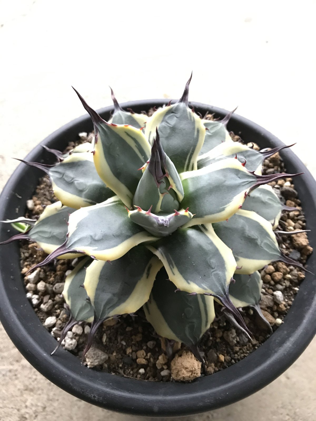 アガベ ❛クリームスパイク❜ 子株付 Agave applanata 'Cream Spi