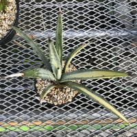 アガベ  マクロアカンサ錦　黄中斑　Agave macroacantha variegated