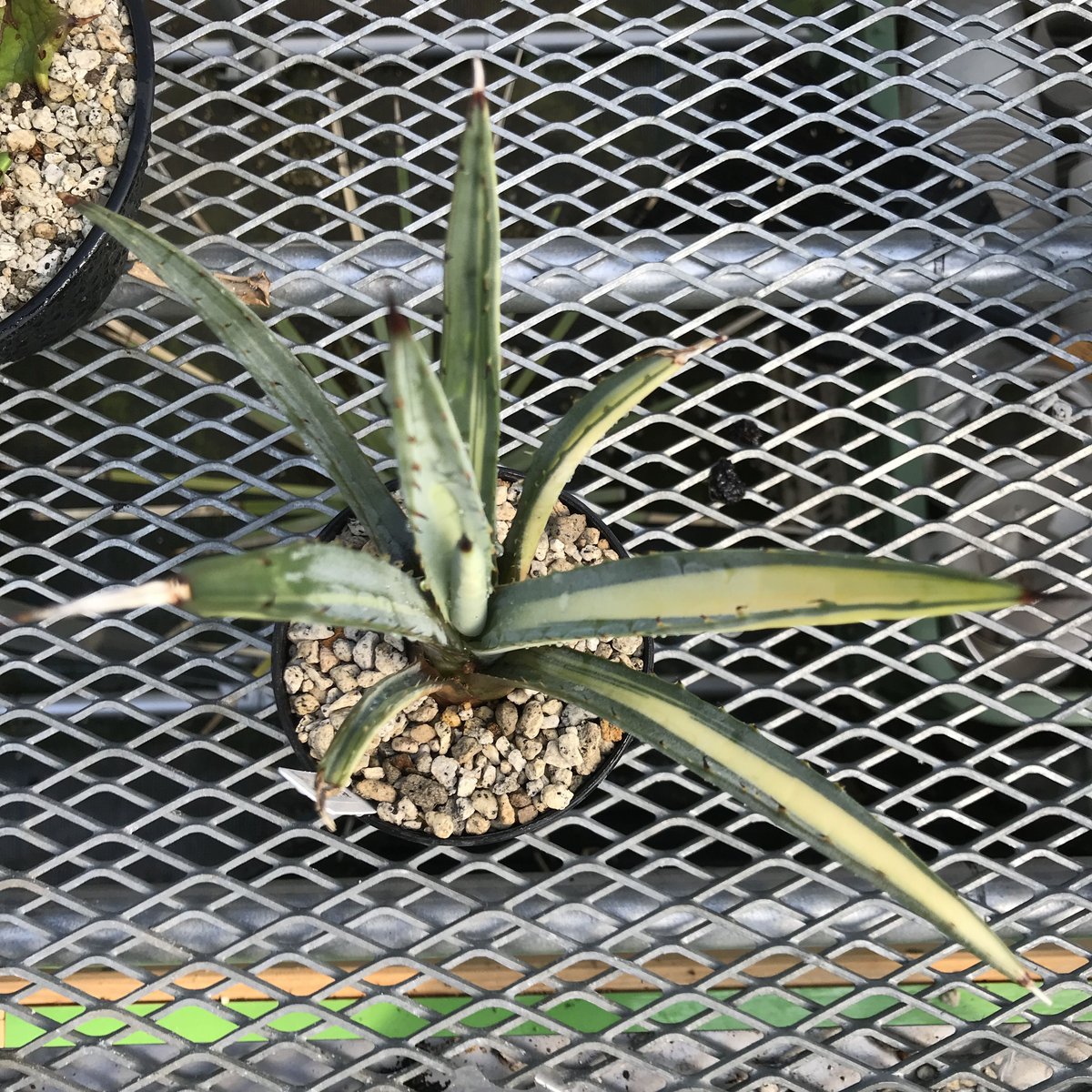 アガベ マクロアカンサ錦 黄中斑 Agave macroacantha variegated