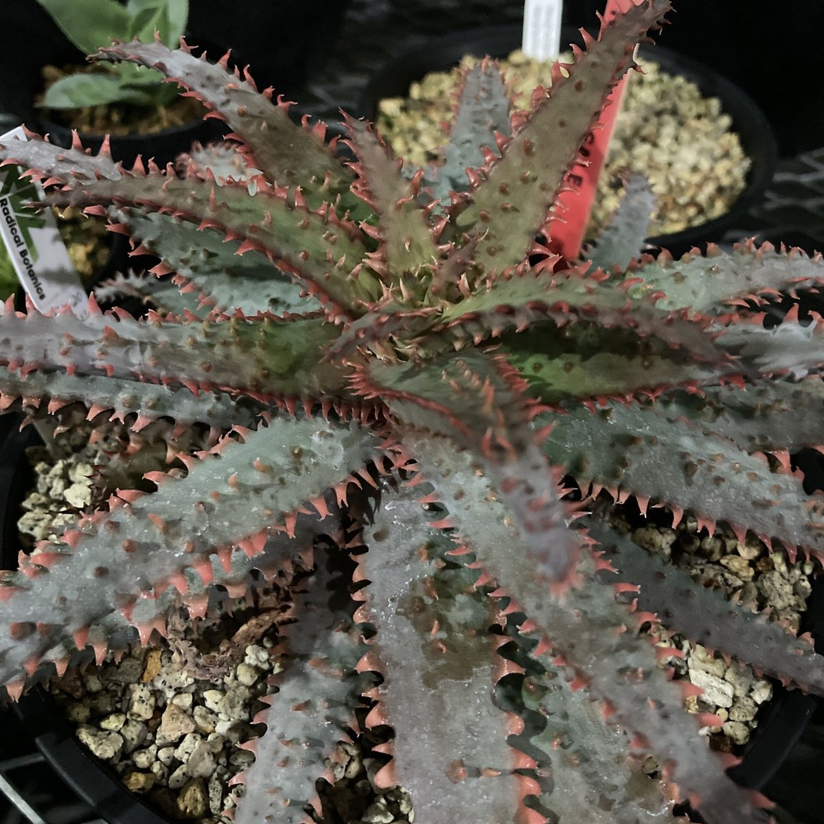 アロエ ワイリーカヨーテ Aloe アロエ ワイリーコヨーテ ○