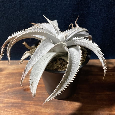 ディッキア マルニエラポストレイ　Dyckia ｍarnier-lapostollei
