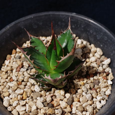 アガベ ギルベイ 極美株　Agave horrida ssp. gilbeyi