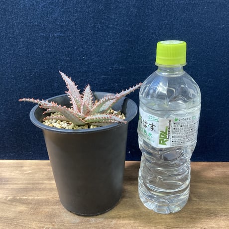 アロエ ワイリーカヨーテ　Aloe "Wily Coyote"