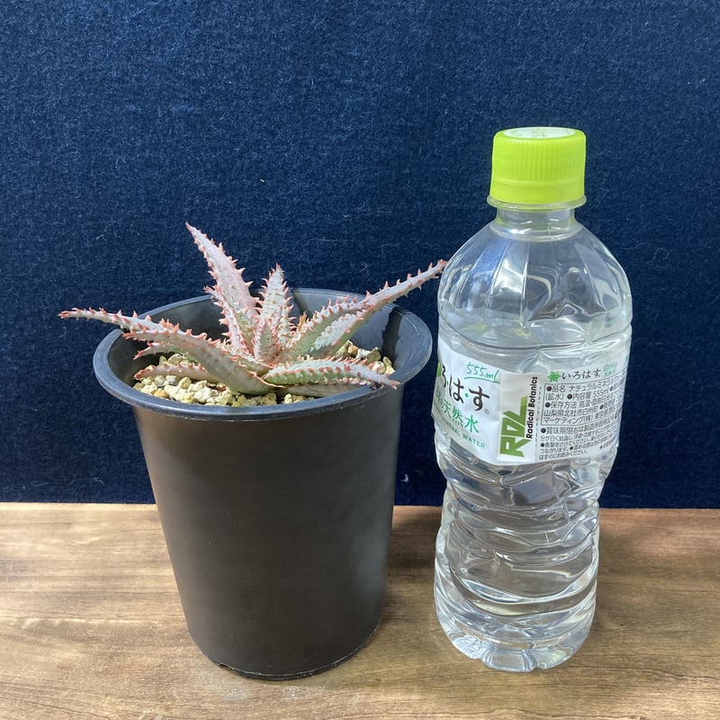 アロエ ワイリーカヨーテ Aloe 