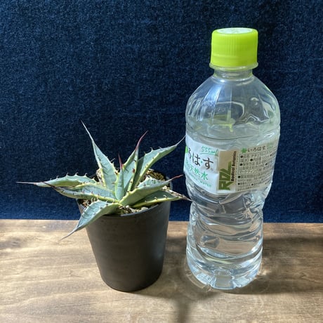 アガベ ザルケンシス錦 白黄覆輪　Agave scabra v.zarucensis f. aureo marginata