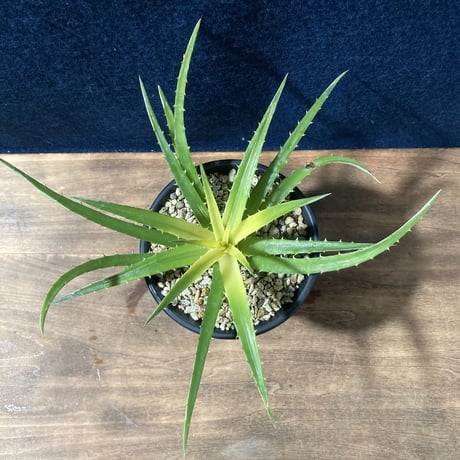 ディッキア パラファット　Dyckia “Pallaphat”