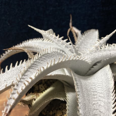 ディッキア マルニエラポストレイ　Dyckia ｍarnier-lapostollei