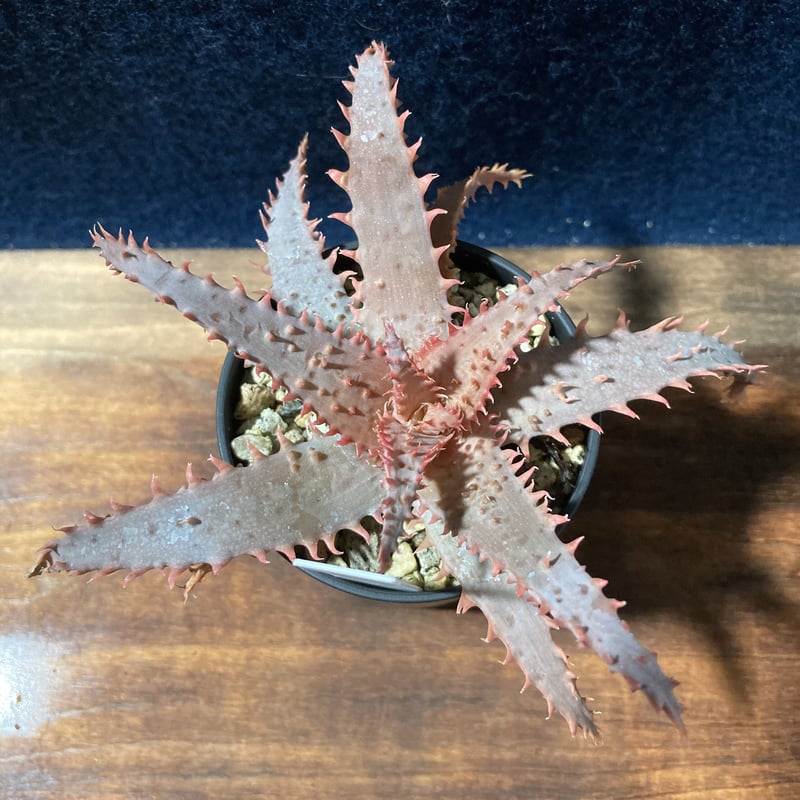 アロエ ワイリーカヨーテ Aloe 