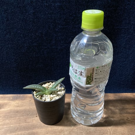 アガベ シャークスキン　Agave nigra “Shark Skin”  　　　　識別code0215