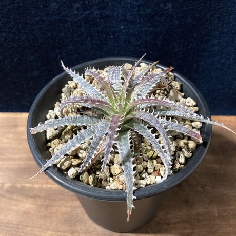 ディッキア フォステリアナ　 Dyckia fosteriana