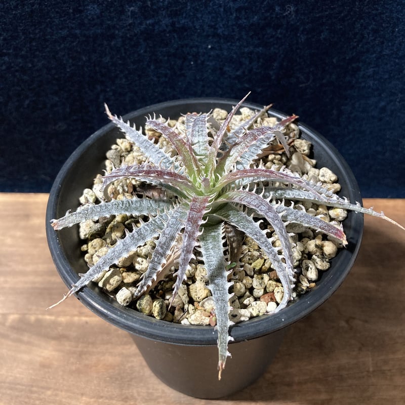 専用となります kotohayokozawa】【CONVERSE】ROADCLASSIC SS OX (MEN'S