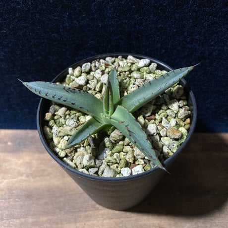 アガベ シャークスキン　Agave nigra “Shark Skin”