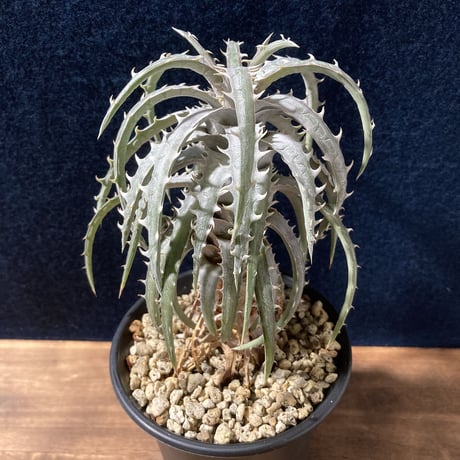 ディッキア ゴエリンギー タイプクローン　Dyckia goeringii Type Clone
