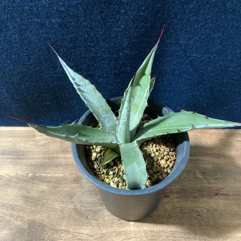 アガベ スカブラ錦 縞斑 Agave scabra f.striata | radical b