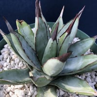 アガベ  リトルシャーク  　Agave macroacantha  ‘Little Shark’