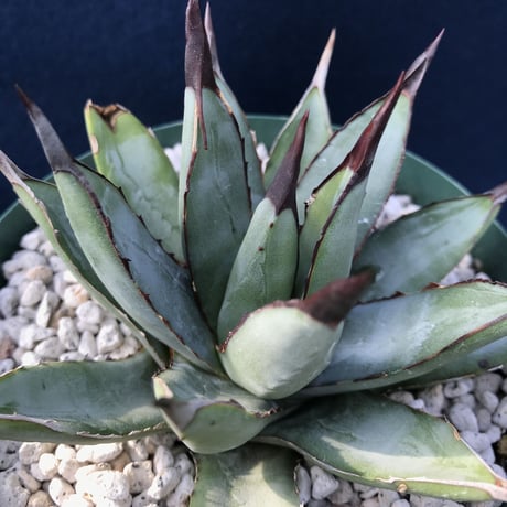 アガベ  リトルシャーク  　Agave macroacantha  ‘Little Shark’