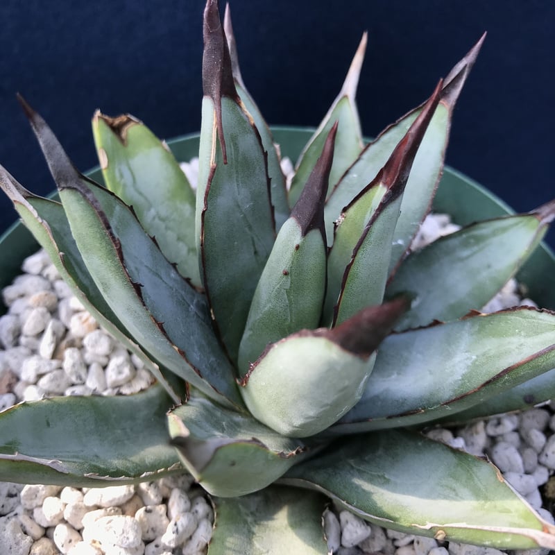 アガベ リトルシャーク Agave macroacantha 'Little Shar