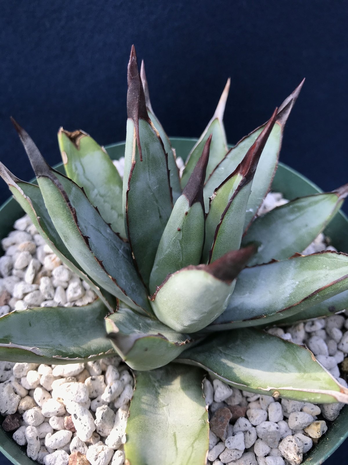 アガベ リトルシャーク Agave macroacantha 'Little Shar...