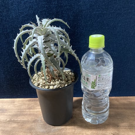 ディッキア ゴエリンギー タイプクローン　Dyckia goeringii Type Clone