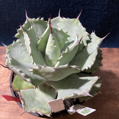 Agave isthmensis × parviflora　　最優良選抜
