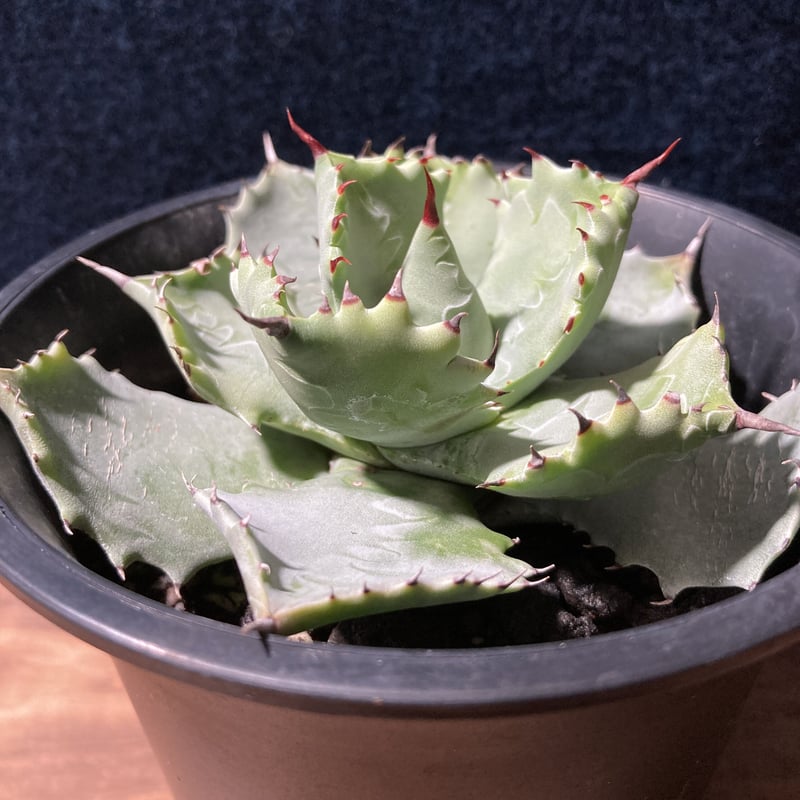 アガベ キャメロンブルー Agave potatorum “Cameron Blue” | r