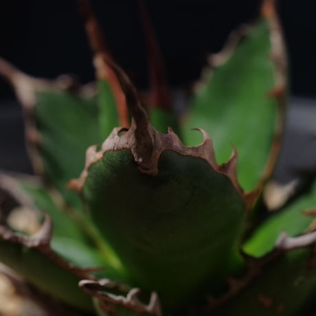 アガベ ギルベイ 極美株　Agave horrida ssp. gilbeyi