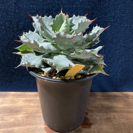 王妃甲蟹 | STORES