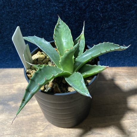 アガベ モンタナ 　Agave montana