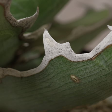 アガベ  キシロナカンサ  ‘ブルー’ 　強刺・短葉　／　Agave  xylonacansa “Blue”