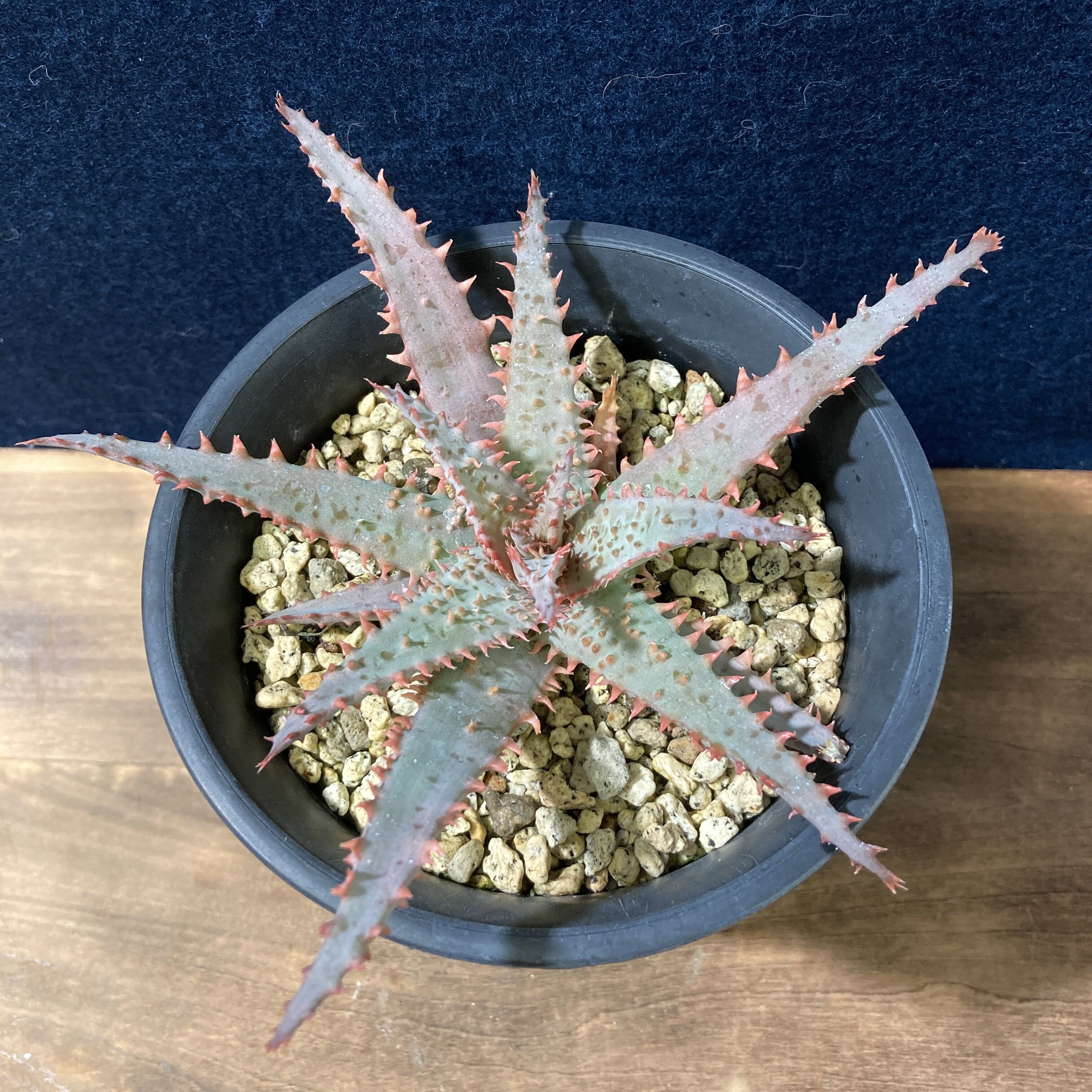 アロエ ワイリーカヨーテ Aloe 