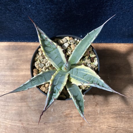 アガベ スカブラショート 黄覆輪　Agave scabra f. marginata Short Leaf