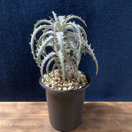 ディッキア ゴエリンギー タイプクローン　Dyckia goeringii Type Clone