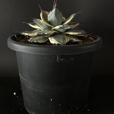アガベ　❛クリームスパイク❜　子株付　Agave  applanata  ’Cream Spike’