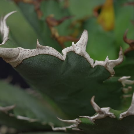 アガベ　チタノータ　Agave　titanota