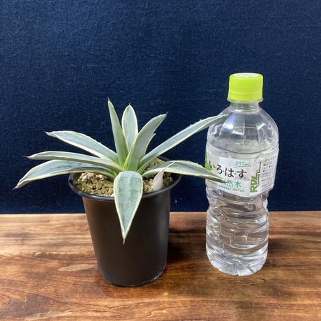アガベ ベガスストリップ Agave sisalana “Vegas Strip”