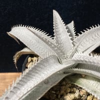 ディッキア カリフォルニア Dyckia 'California' | radical bot