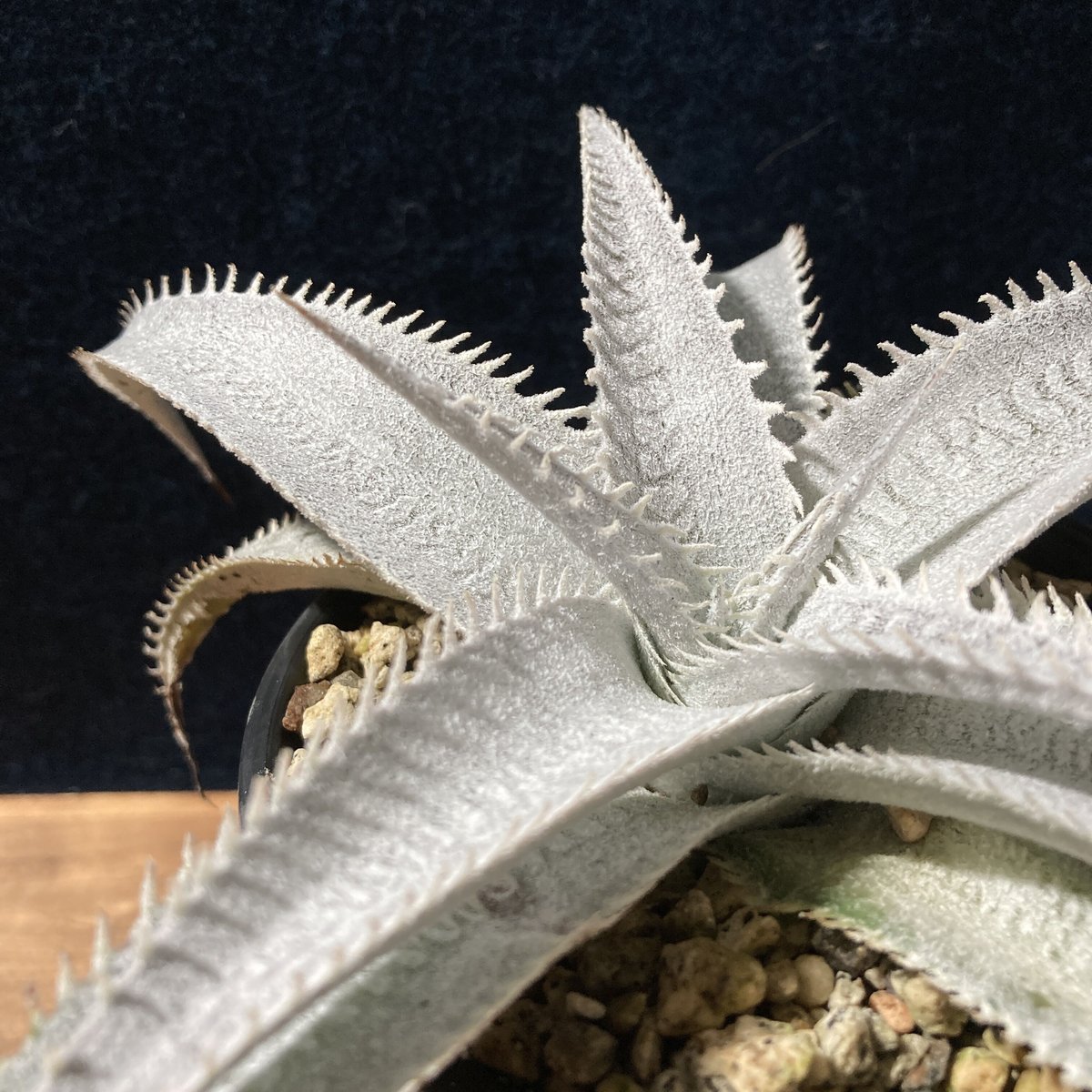 ディッキア エルカホン Dyckia El Cajon ⑵