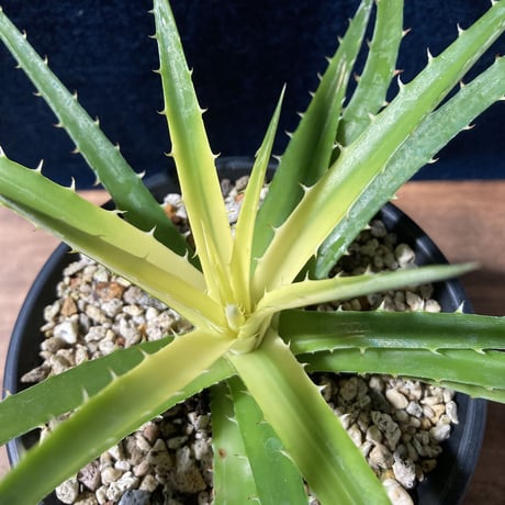 ディッキア パラファット　Dyckia “Pallaphat”