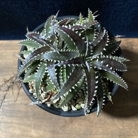 ディッキア カリフォルニア　Dyckia ‘California’