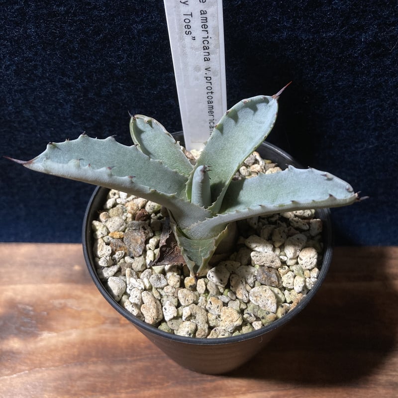 アガベ ファンキートゥース Agave americana v.protoamericana
