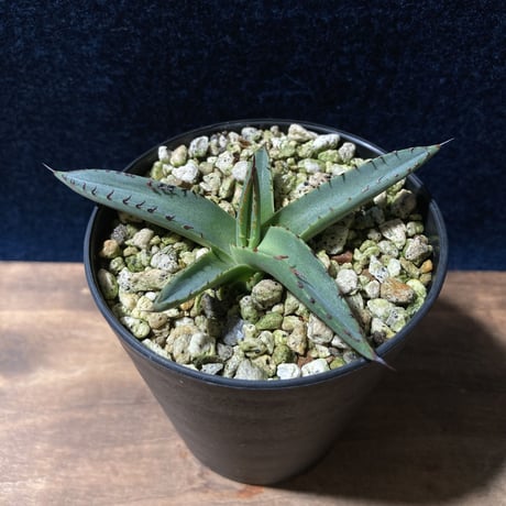 アガベ シャークスキン　Agave nigra “Shark Skin”