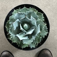アガベ　イシスメンシス　大株　Agave isthmensis