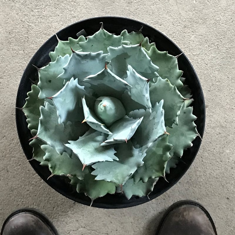厚葉・青白肌】アガベ イシスメンシス Agave isthmensis | radical