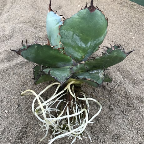アガベ   ❛ブルーボール❜   子株付き　Agave 'Black and blue'
