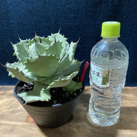 Agave isthmensis × parviflora　　最優良選抜