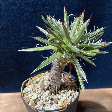 アガベ  姫乱れ雪  極小古株　Agave parviflora