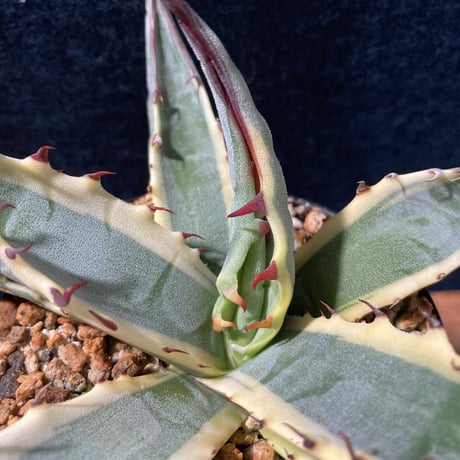 アガベ スカブラ錦 白黄覆輪　Agave scabra f.marginata