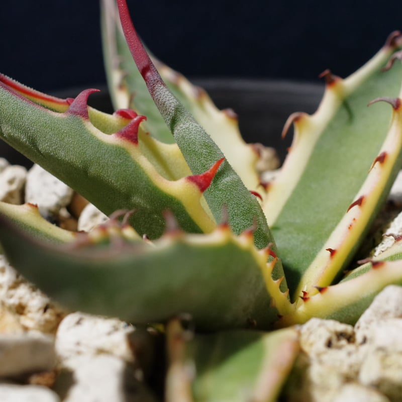 アガベ Kari アガベ ' スカブラ ショートリーフ錦 ' Agave asperrima ssp