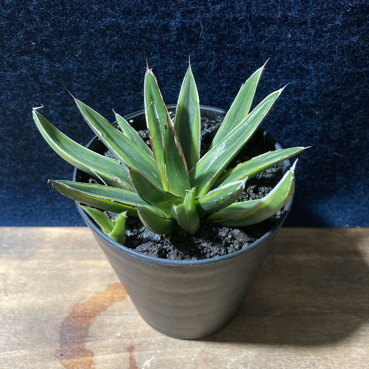 アガベ　金色堂　霜降り濃黄覆輪斑　笹の雪　agave アガベ 金色堂 霜降り濃黄覆輪斑 笹の雪 agave